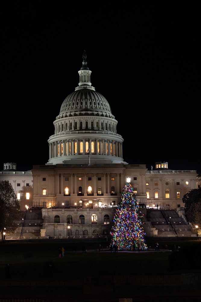 USA, District of Columbia. United States Capitol and Christmas Tree